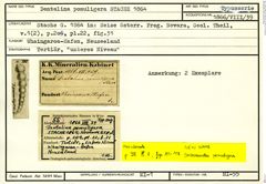 Karteikarte zum Syntyp von Dentalina pomuligera Stache, 1864